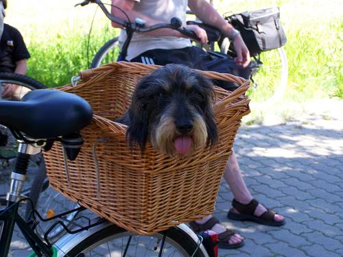 ab wann darf der hund am fahrrad laufen