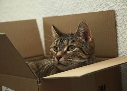 IVH Katze Pauline