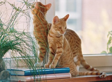 Katzen am Fenster